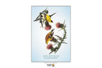 A Dragon Tarot 'Goldfinch' tarot card featuring a classic goldfinch illustration perched on pink thistle flowers against a pale blue background, shown centered on a white canvas.