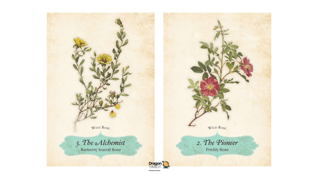 Oracle of The Roses | ไพ่ออราเคิล ขอบไพ่สีแดง