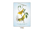 A Dragon Tarot 'Yellow Warbler' art card featuring a vintage-style illustration of two yellow warblers perched on a branch with green leaves against a pale blue background.