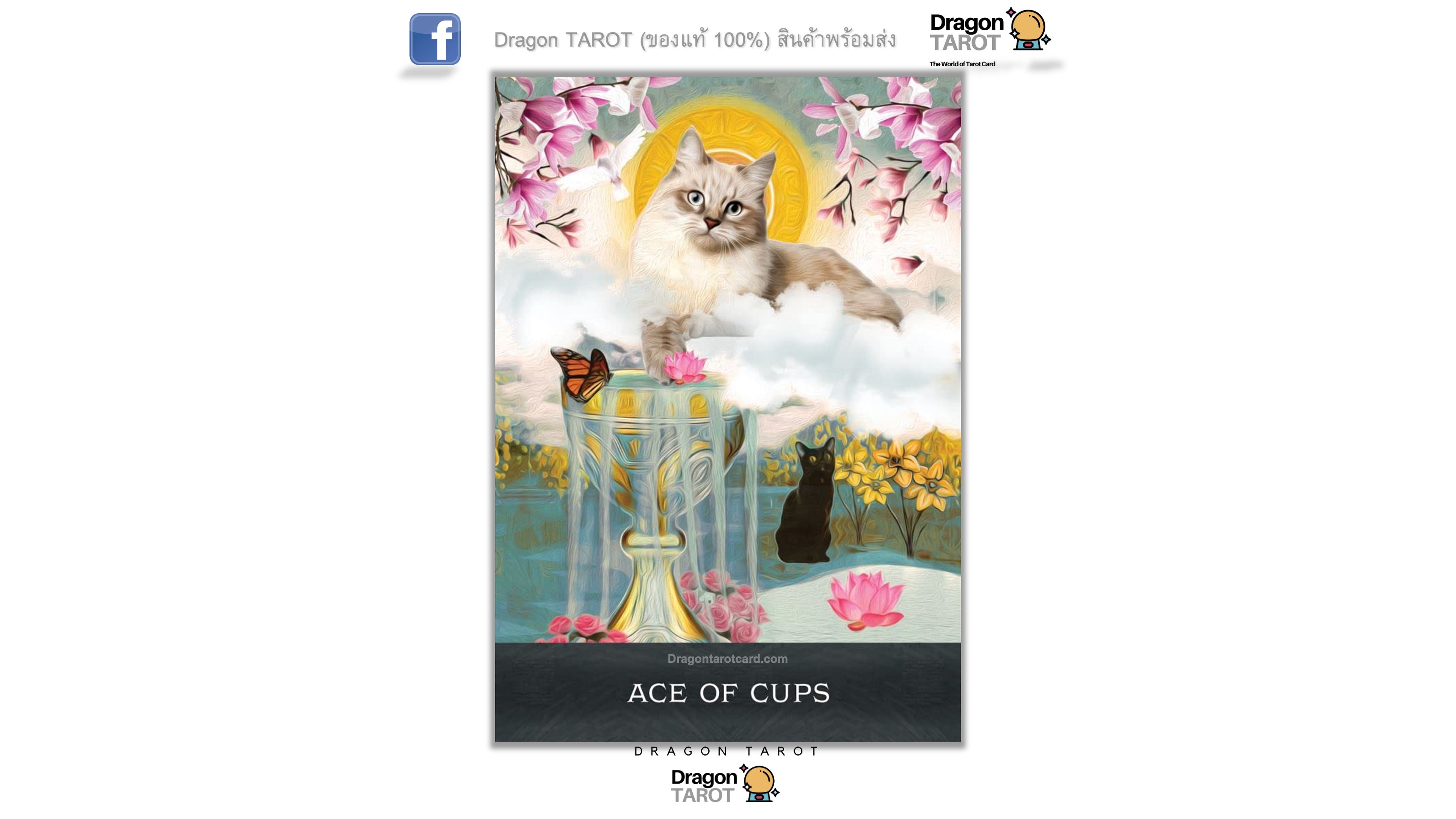 Grimalkin’s Curious Cats Tarot | ไพ่ทาโรต์