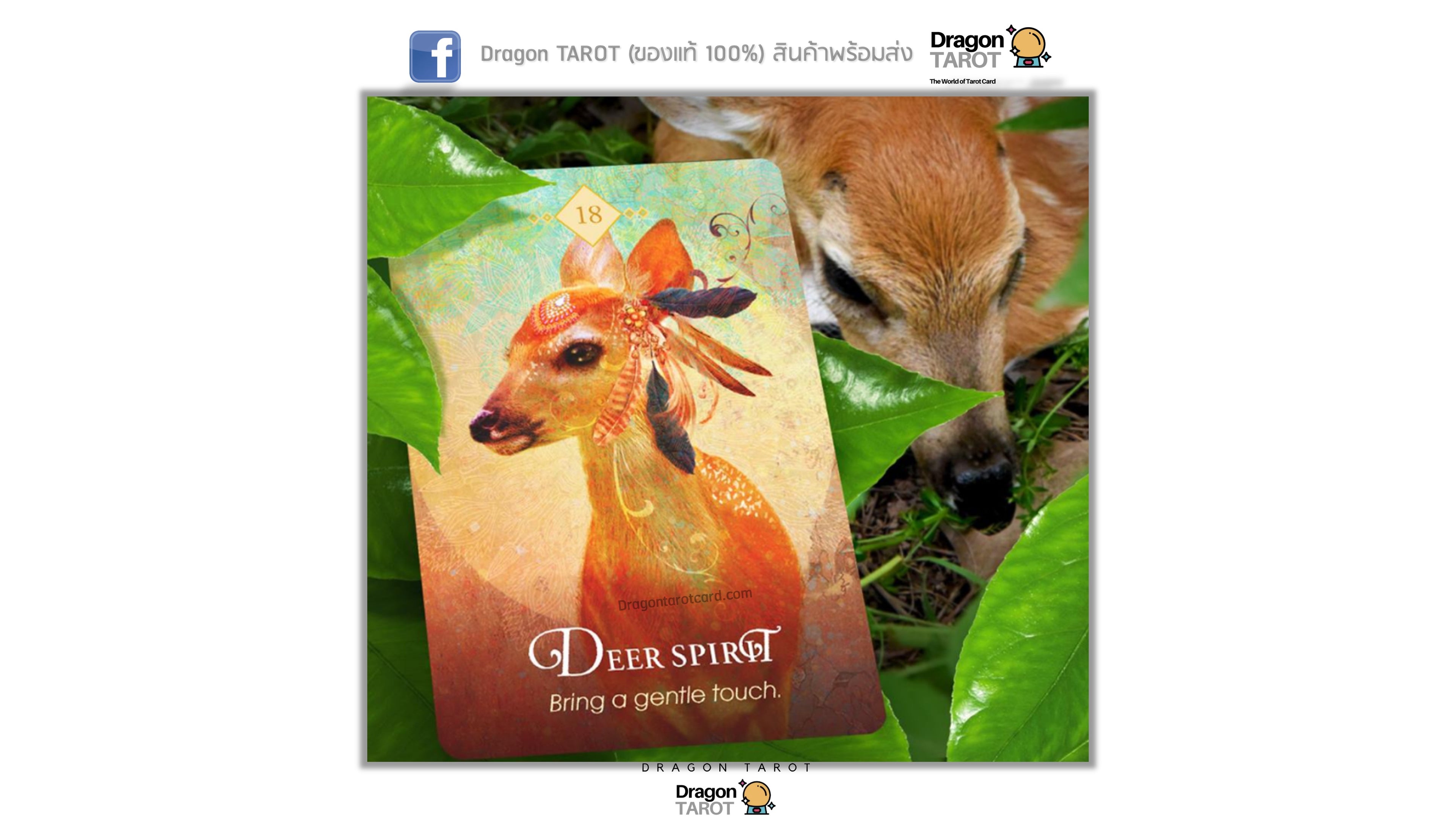 Spirit Animal Oracle, The | ไพ่ออราเคิล